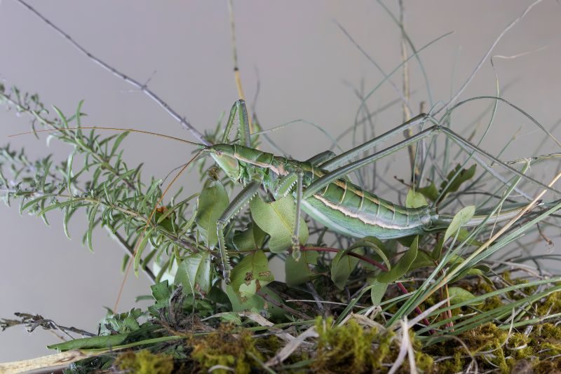 Tettigoniidae - Saga pedo